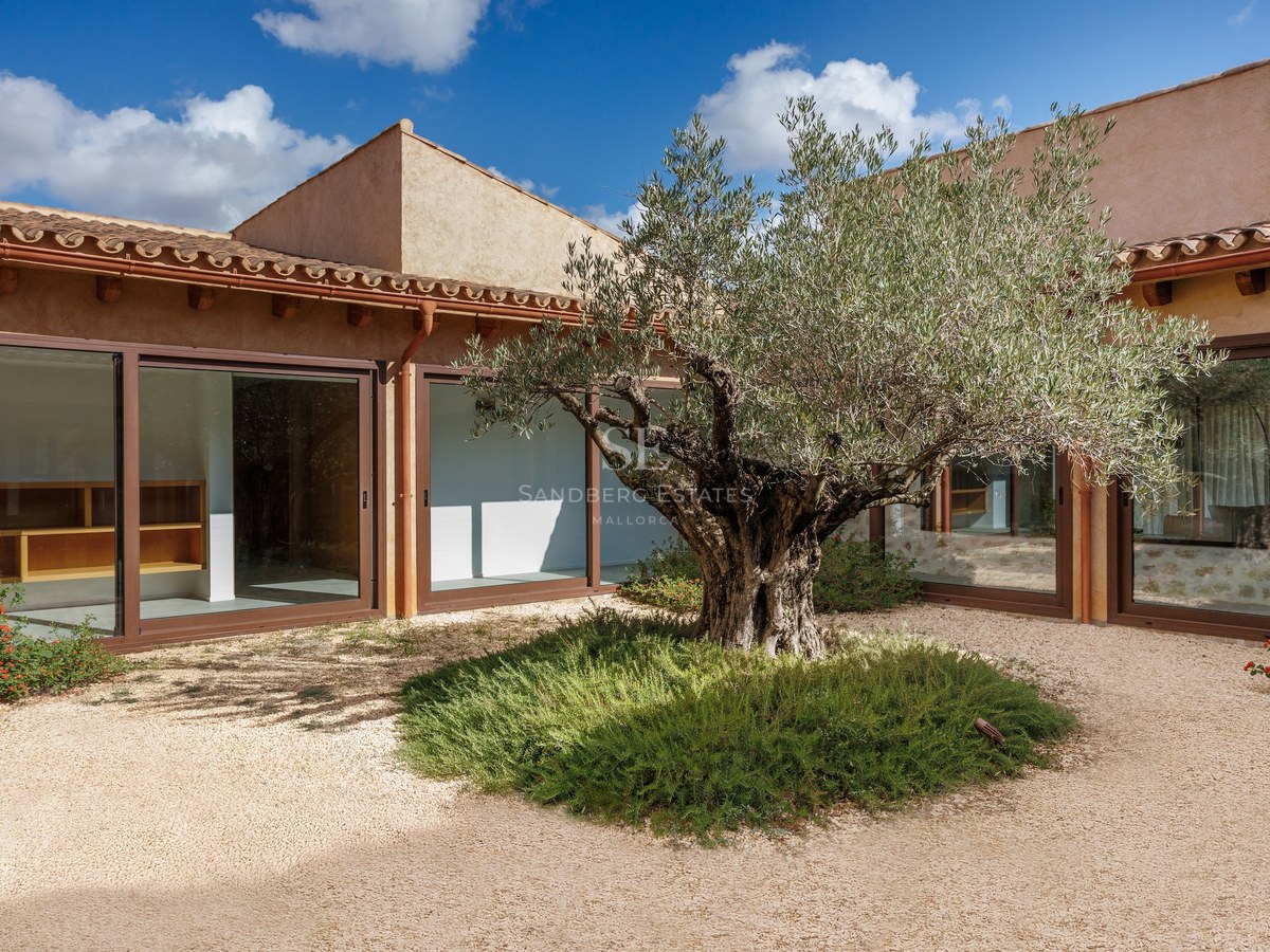 Courtyard with a large olive tree in a gravel garden surrounded by a Mediterranean building with large glass windows.