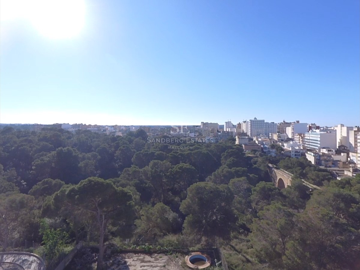 Elevated high-angle view of a dense green pine forest bordering a coastal city under a bright sunny blue sky.