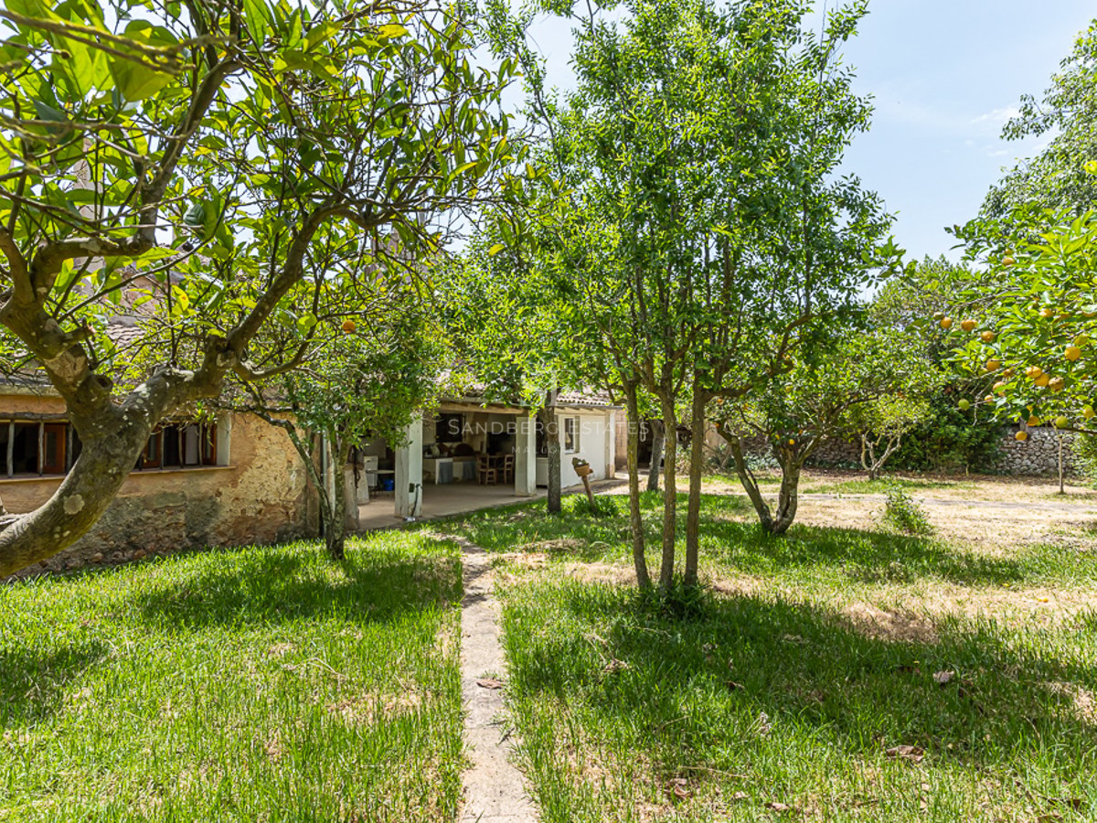 Lush garden with citrus trees, a stone path, and a rustic outbuilding under bright sunlight.