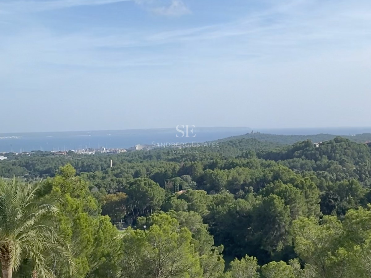 Vista panorámica de un frondoso bosque de pinos que se extiende hacia una ciudad costera y el mar azul.