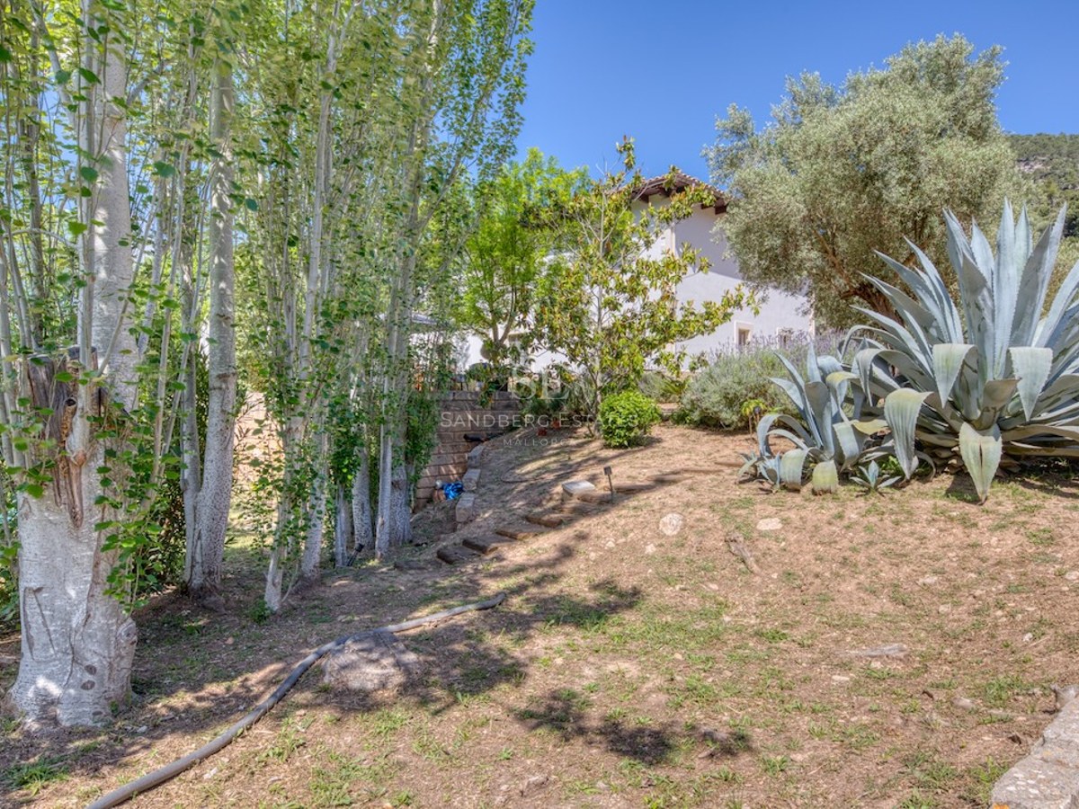Jardin ensoleillé avec agaves, grands arbres et marches en pierre sur une pente douce.