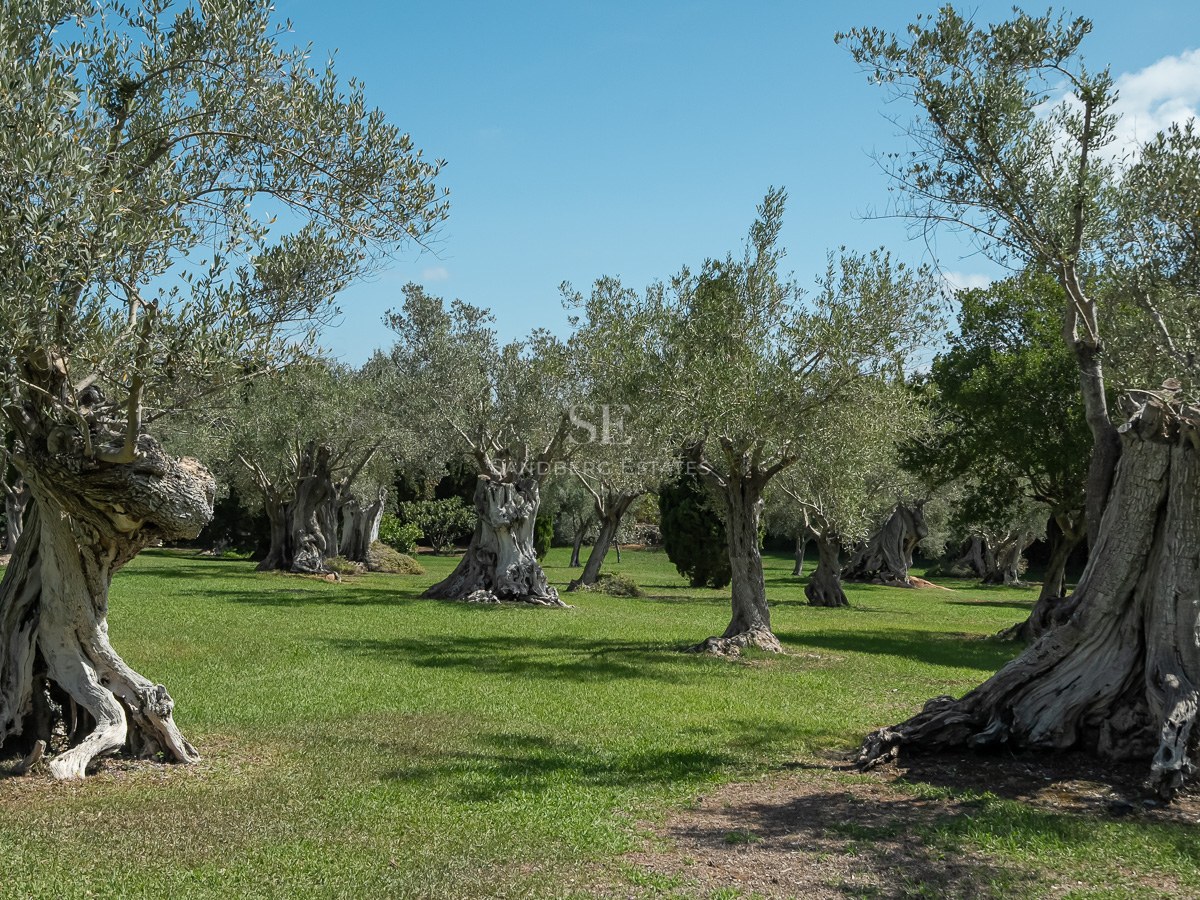 Mehrere alte Olivenbäume mit dicken, knorrigen Stämmen auf einer grünen Rasenfläche unter blauem Himmel.