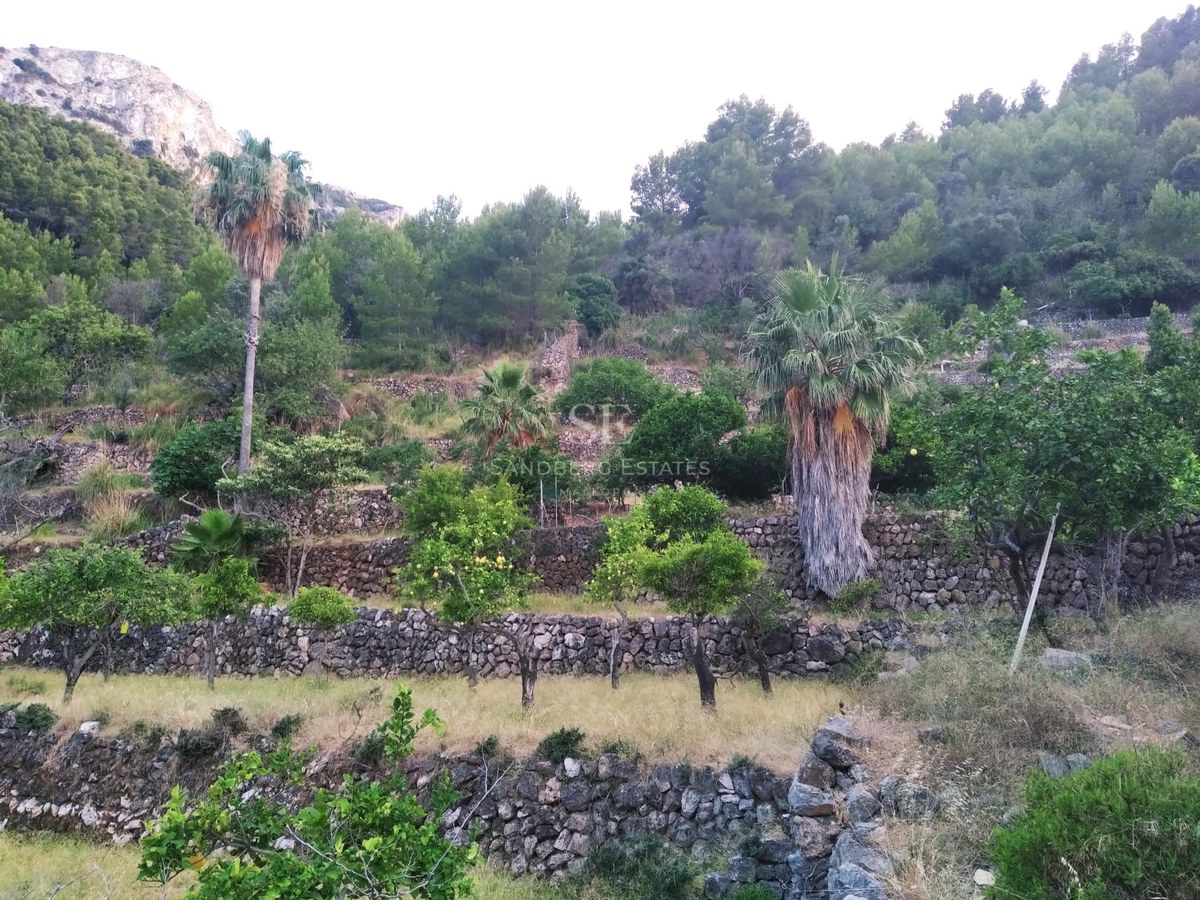 Terraced hillside with dry stone walls, palm trees, and citrus trees set against a mountain backdrop.