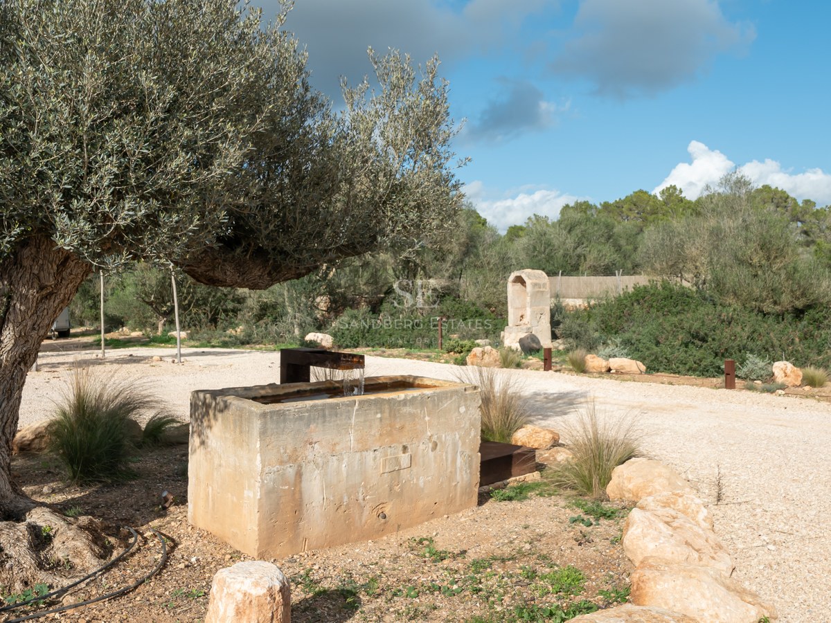 Abreuvoir rustique en pierre sous un olivier centenaire dans un jardin méditerranéen paysager.