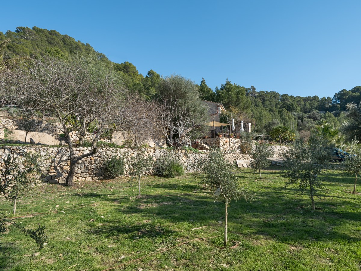 Jardin verdoyant avec murs en pierre sèche et oliviers sous un ciel bleu clair sur une colline.