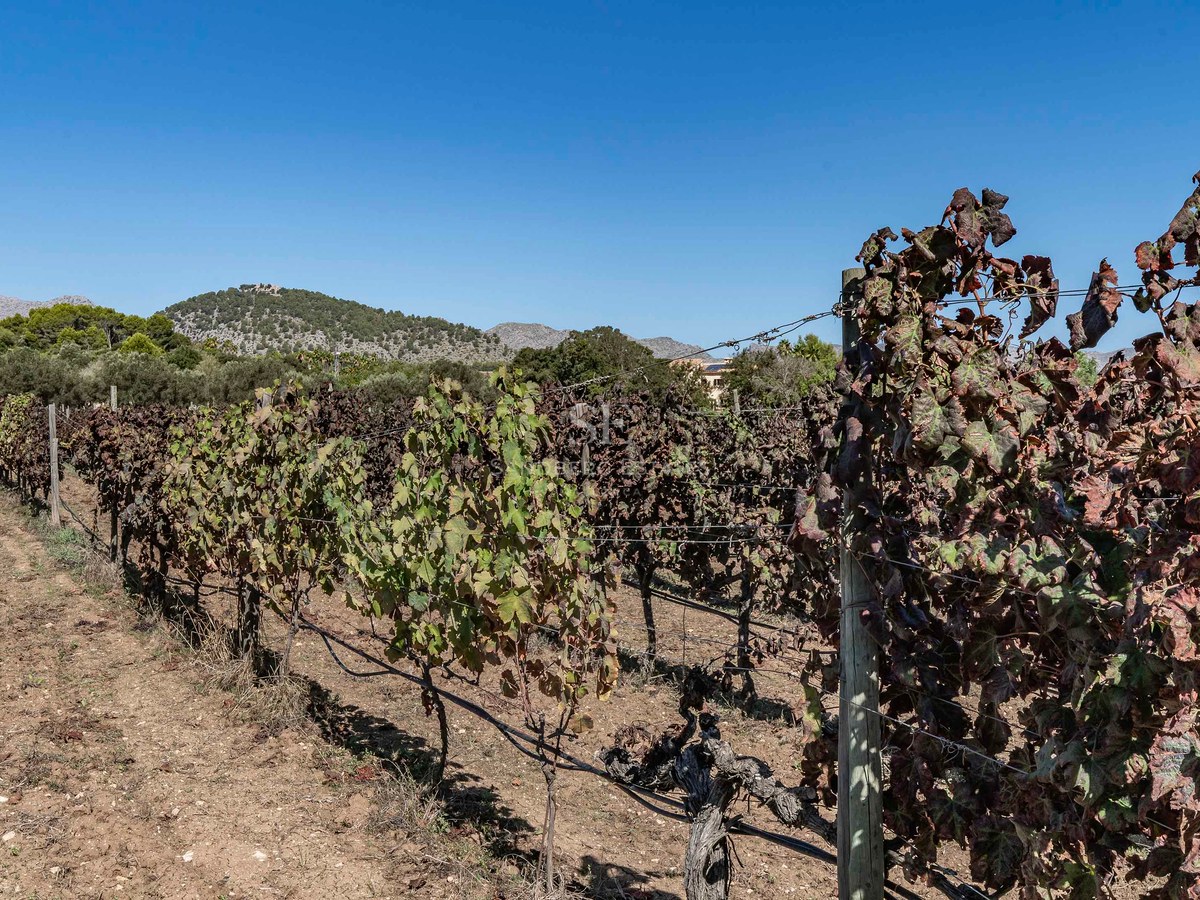 Rangées de vignes dans un vignoble ensoleillé avec des collines et un ciel bleu clair en arrière-plan.