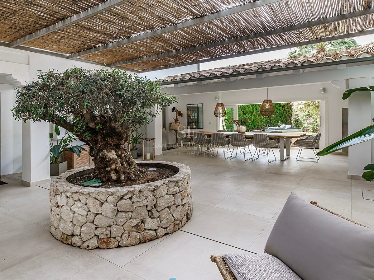 Terraza cubierta con un gran olivo en macetero de piedra y comedor de diseño con vistas al jardín.
