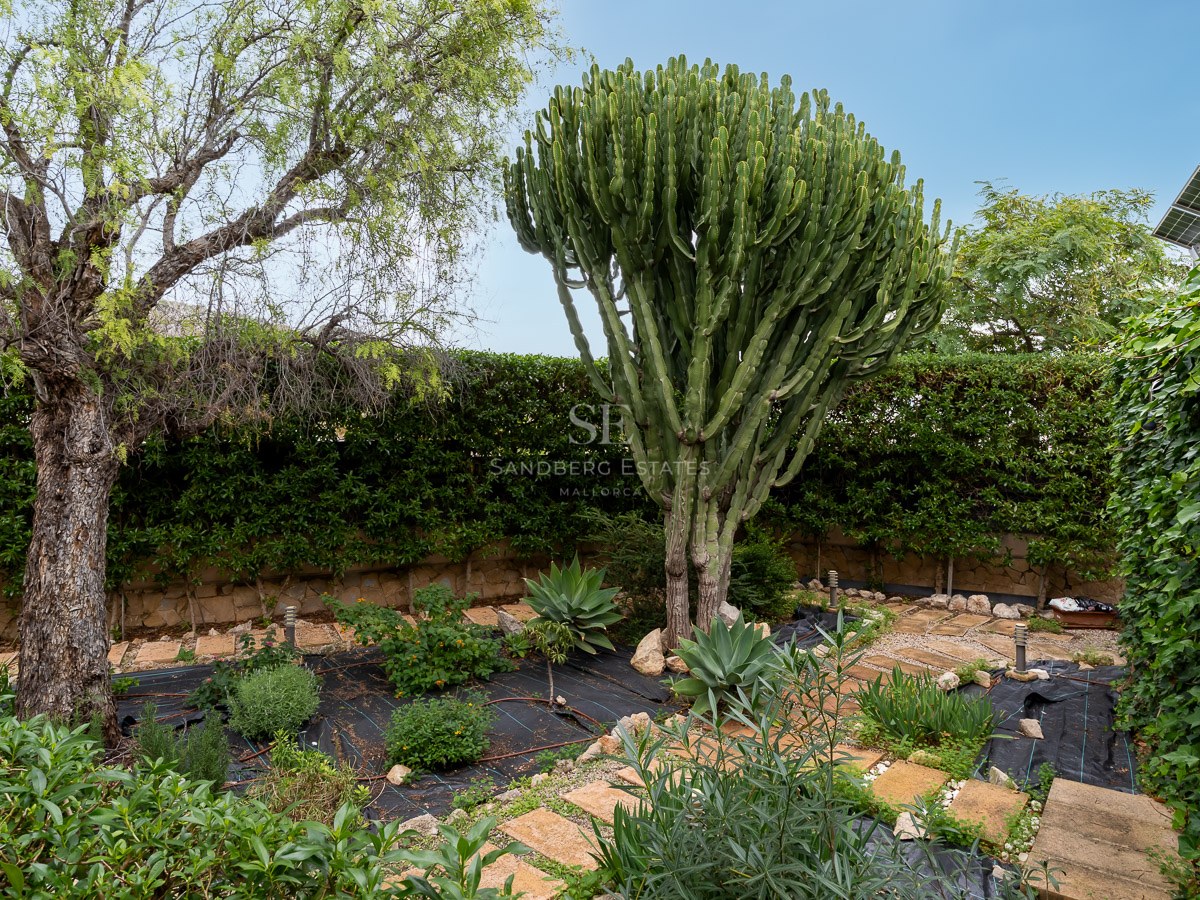 Lush garden featuring a massive candelabra cactus, stone pathways, and mature trees under a clear sky.