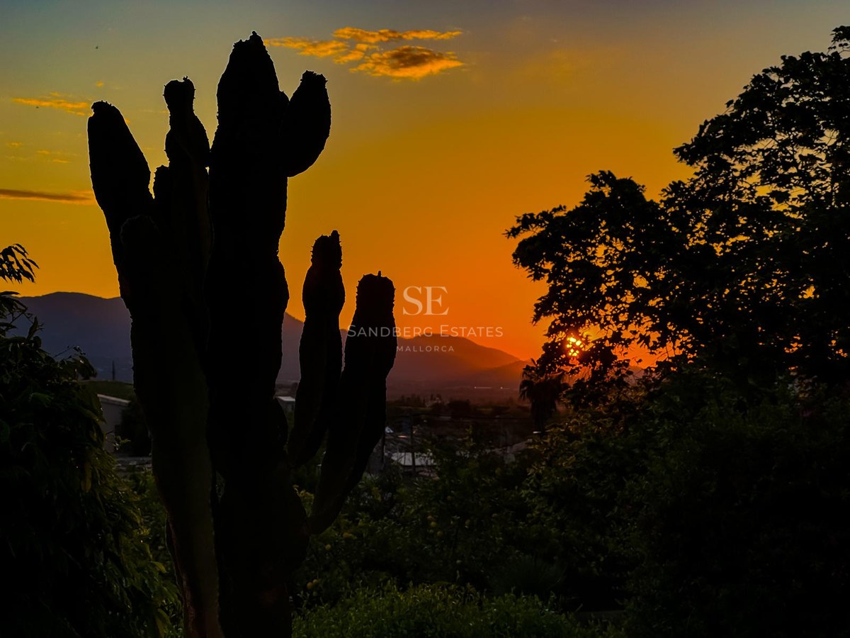 Silhouette eines Kaktus und Bäumen vor einem leuchtend orangen Sonnenuntergang über fernen Bergen.