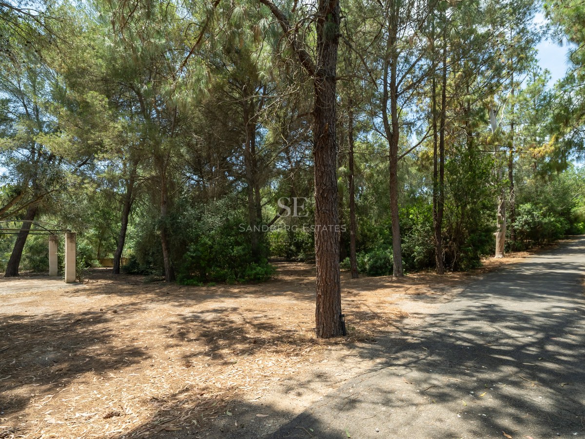 A private paved driveway winds through a mature pine forest on a sunny estate featuring a stone pergola.