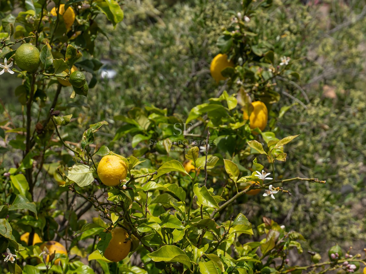 Närbild på ett citronträd med mogna gula citroner och små vita blommor i solljus.