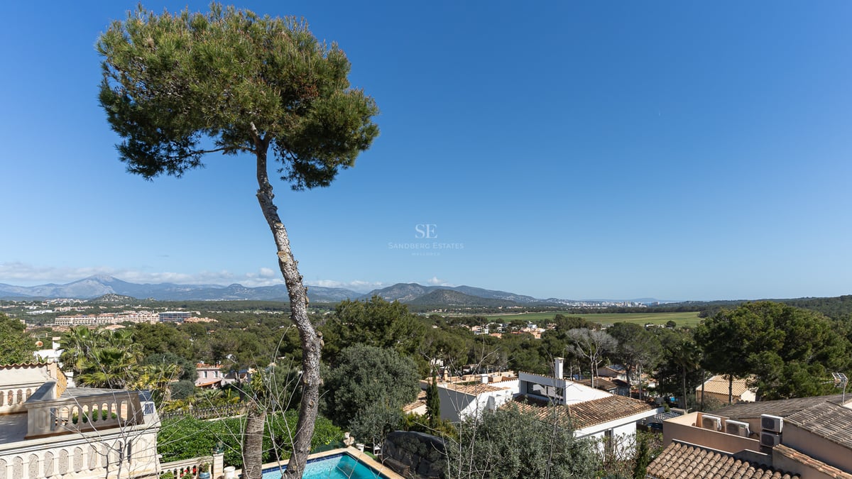 Un grand pin au premier plan surplombant une vallée verdoyante avec des villas et des montagnes au loin par temps clair.