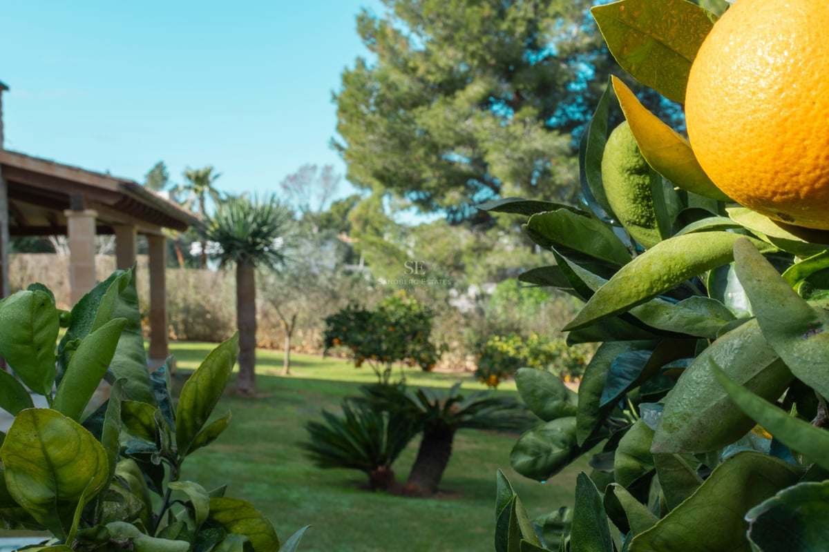 Gros plan d'une orange mûre sur un arbre dans un jardin verdoyant avec un porche en pierre en arrière-plan.