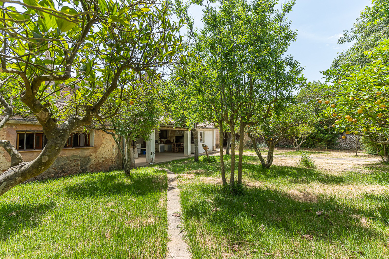 Lush garden with citrus trees, a stone path, and a rustic outbuilding under bright sunlight.