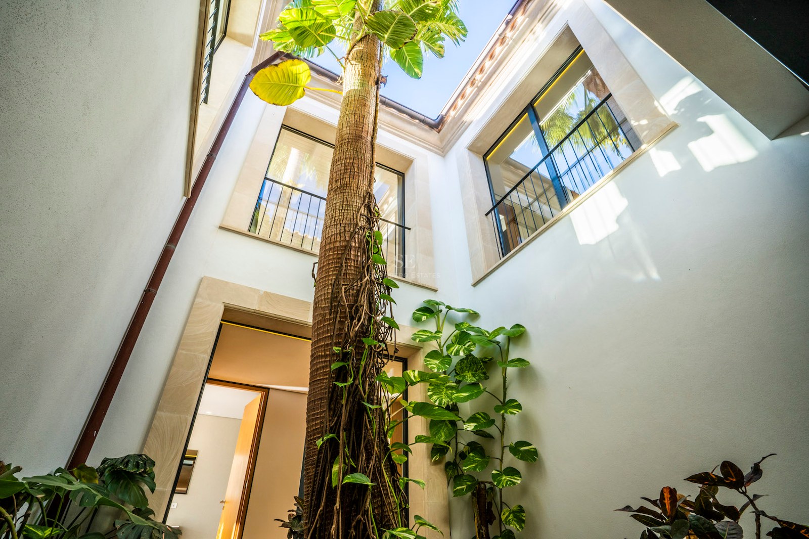 Looking up at a tall palm tree in a white interior courtyard with stone-framed windows and a view of the sky.