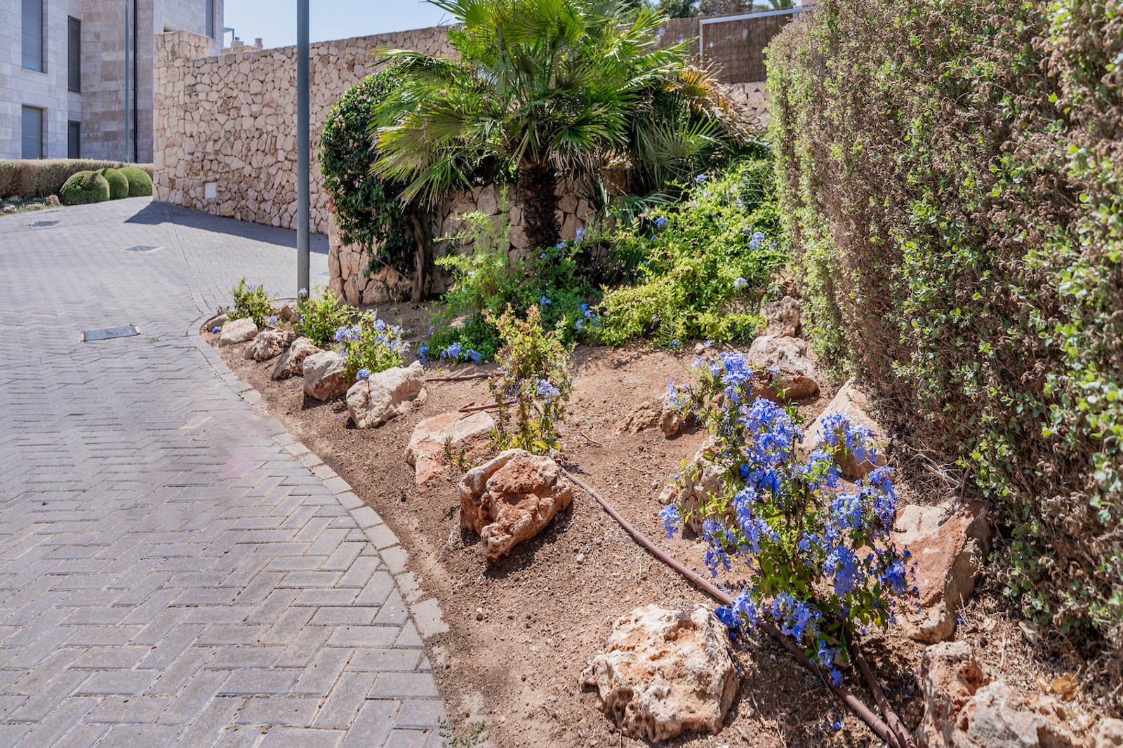 Grey herringbone paved path next to a Mediterranean garden with stone walls, palm trees, and blue flowers.