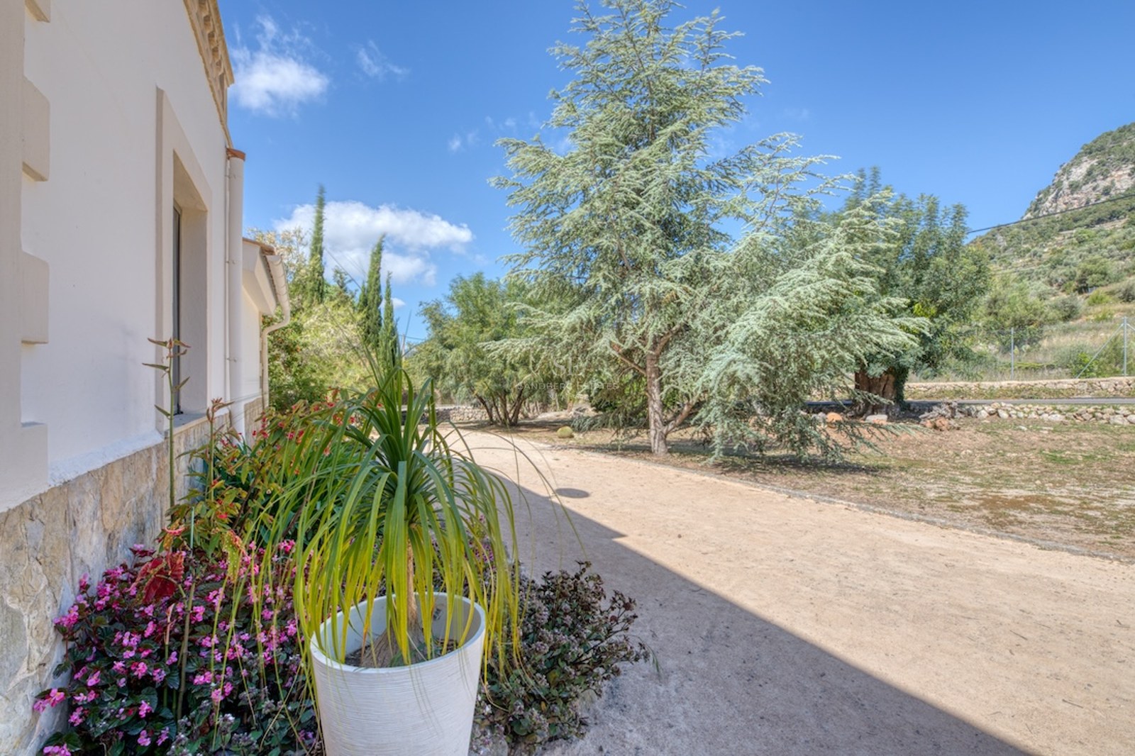 Allée de jardin ensoleillée bordant une villa blanche avec soubassement en pierre et arbres matures à Majorque.
