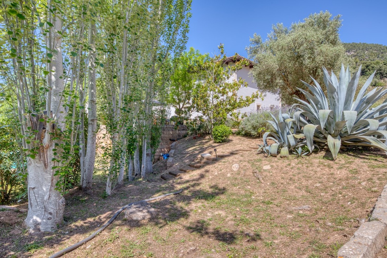 Jardin ensoleillé avec agaves, grands arbres et marches en pierre sur une pente douce.