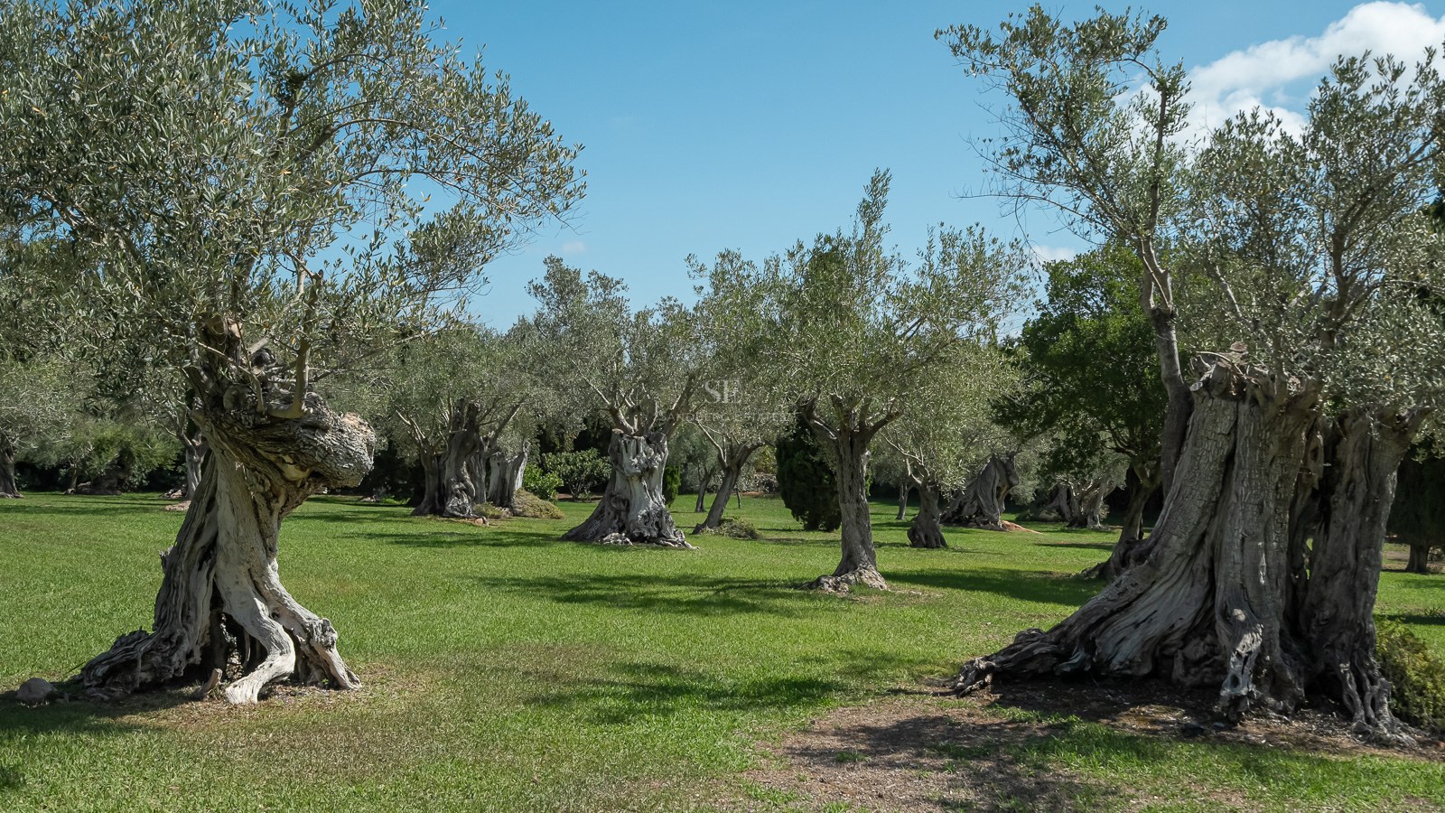 Mehrere alte Olivenbäume mit dicken, knorrigen Stämmen auf einer grünen Rasenfläche unter blauem Himmel.