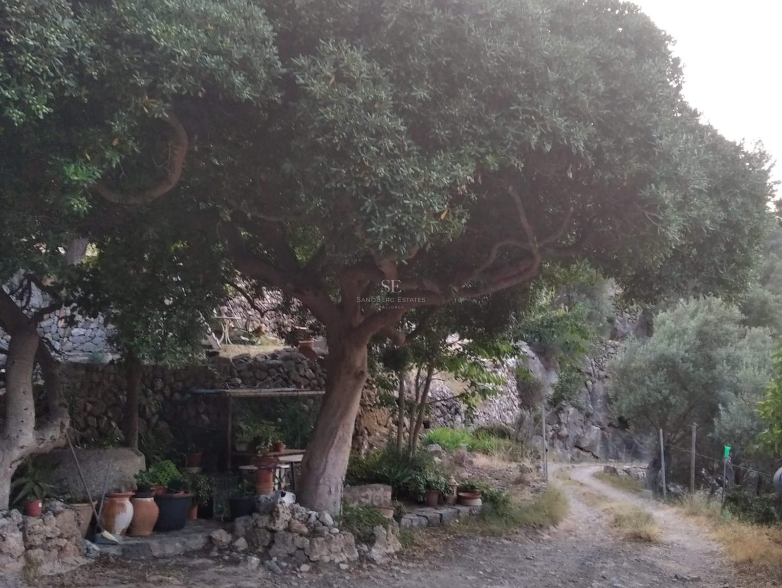A large ancient olive tree shades a rustic garden path with stone walls and terracotta pots.