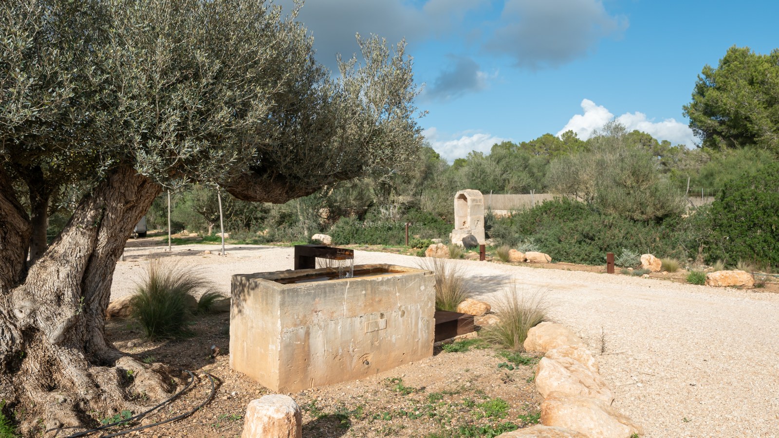 Abreuvoir rustique en pierre sous un olivier centenaire dans un jardin méditerranéen paysager.