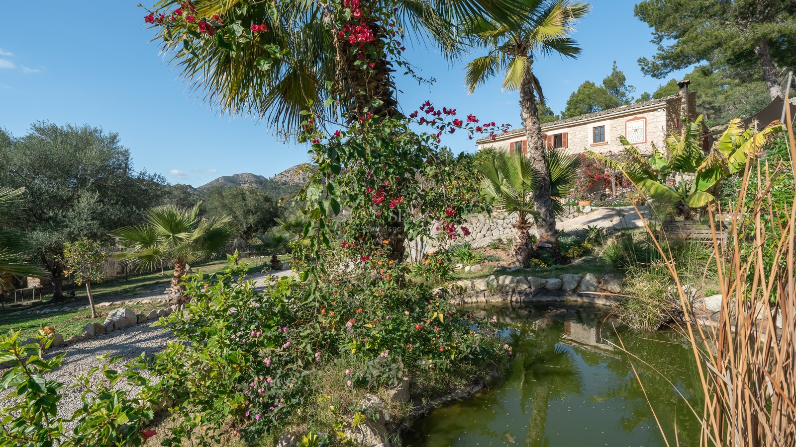 Jardin paysager avec étang en pierre naturelle, palmiers et bougainvilliers avec vue sur la montagne.