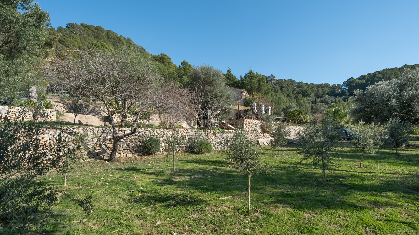 Jardin verdoyant avec murs en pierre sèche et oliviers sous un ciel bleu clair sur une colline.