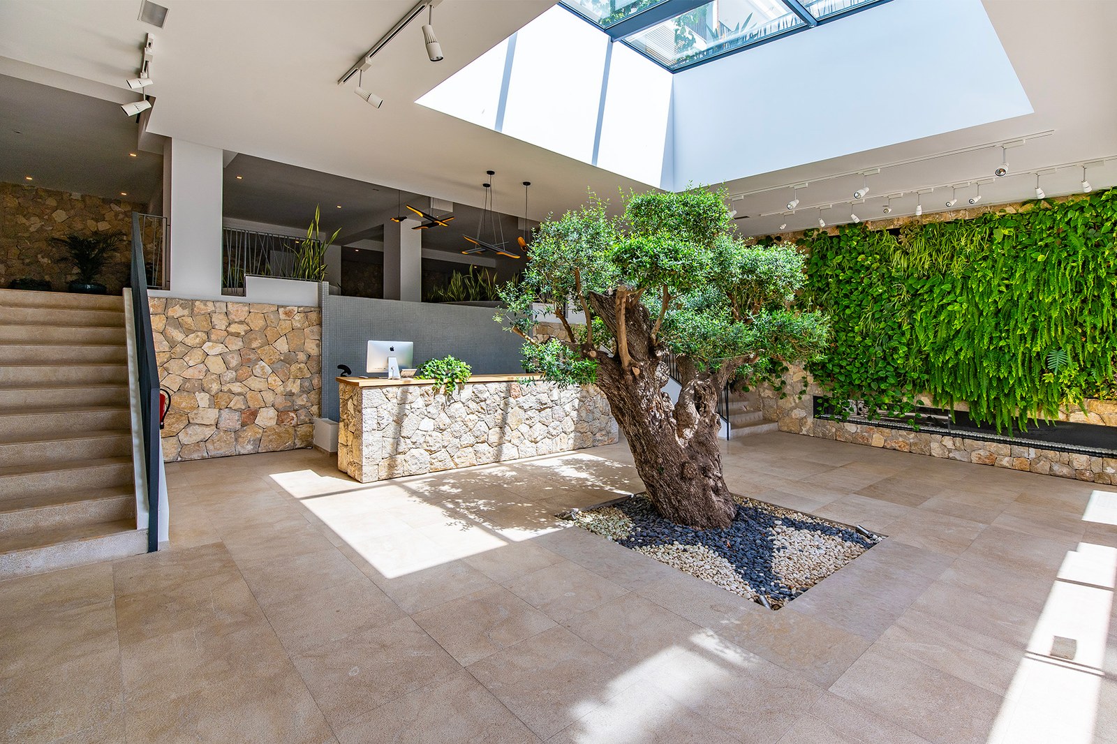 Lobby contemporain présentant un grand olivier d'intérieur sous un puits de lumière, des murs en pierre et un mur végétal.