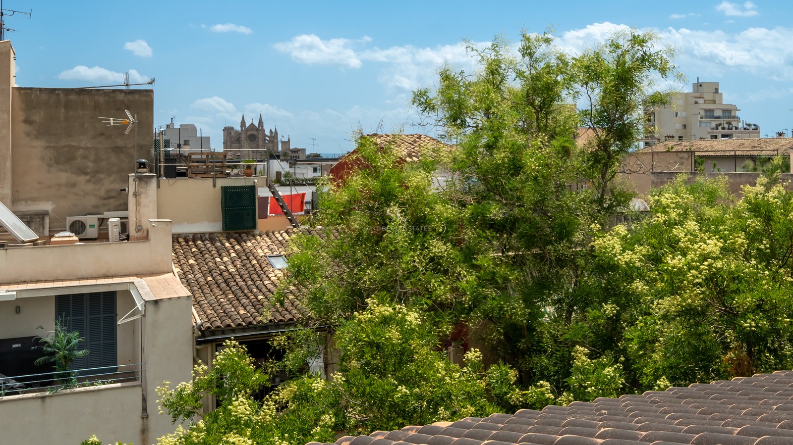 Vista sobre tejados de terracota hacia la Catedral de Palma bajo un cielo azul con vegetación exuberante.