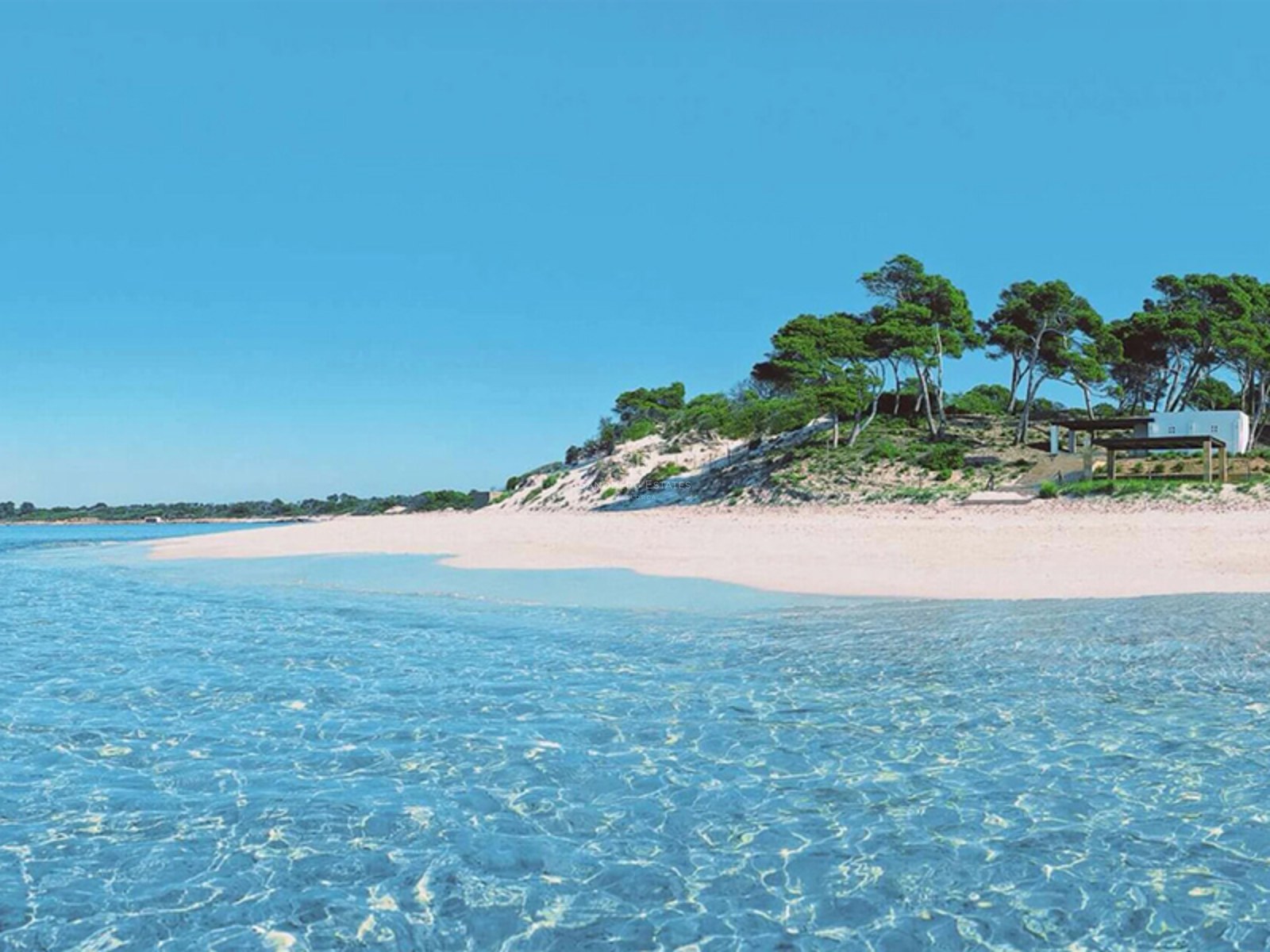 Crystal clear turquoise water meets a white sand beach with dunes and pine trees under a clear blue sky.