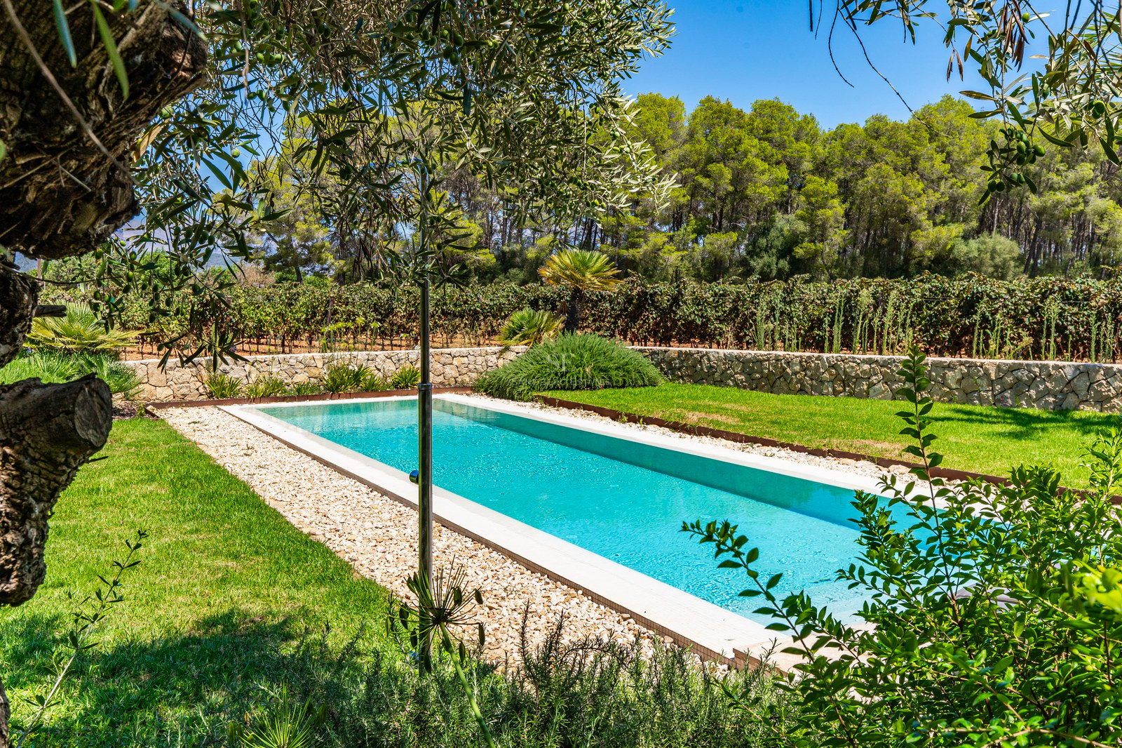 Piscine rectangulaire aux eaux turquoise bordée de pelouse, de murs en pierre sèche et d'un vignoble.
