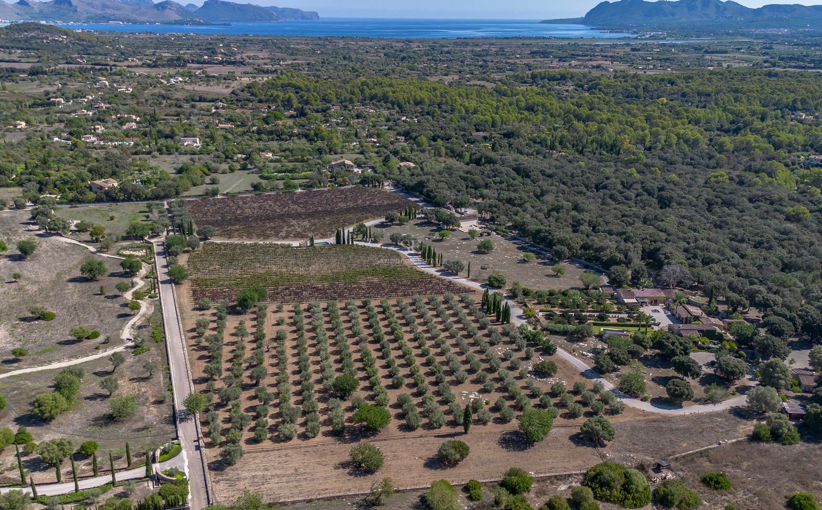 Vue plongeante sur un vaste domaine avec des rangées d'oliviers, des vignes et une villa face à la mer Méditerranée.