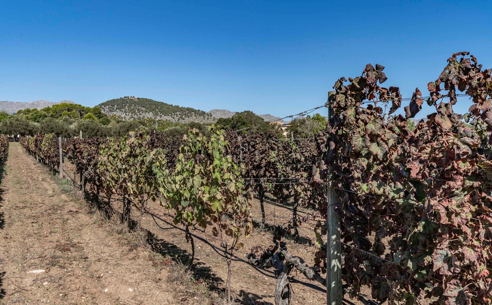 Rangées de vignes dans un vignoble ensoleillé avec des collines et un ciel bleu clair en arrière-plan.