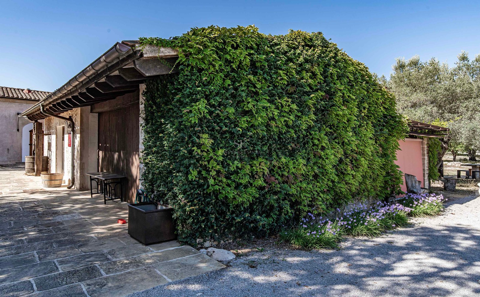 Mur en pierre recouvert de lierre vert dense à côté d'un patio en pierre et de tonneaux en bois sous un ciel bleu.
