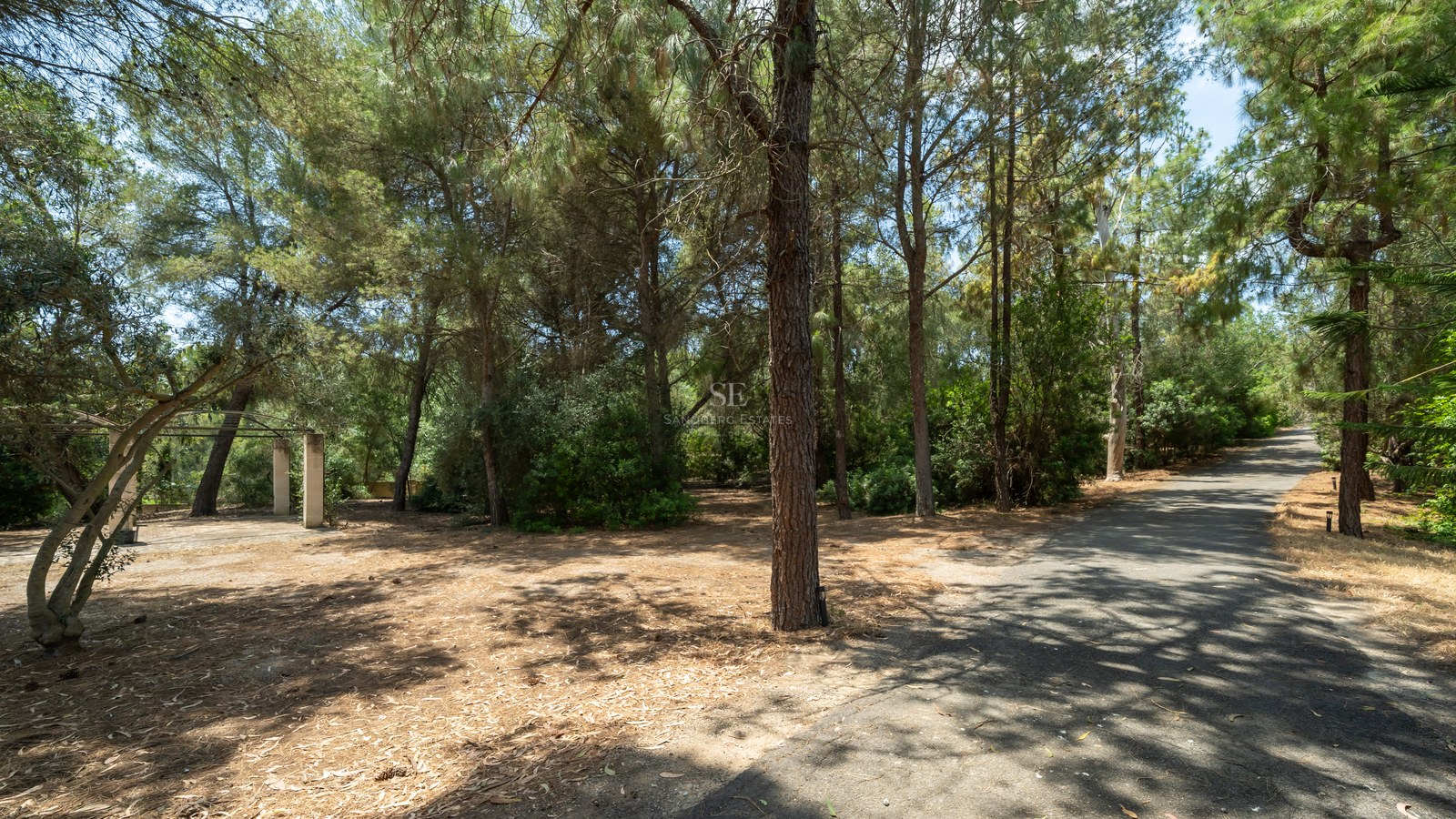 A private paved driveway winds through a mature pine forest on a sunny estate featuring a stone pergola.