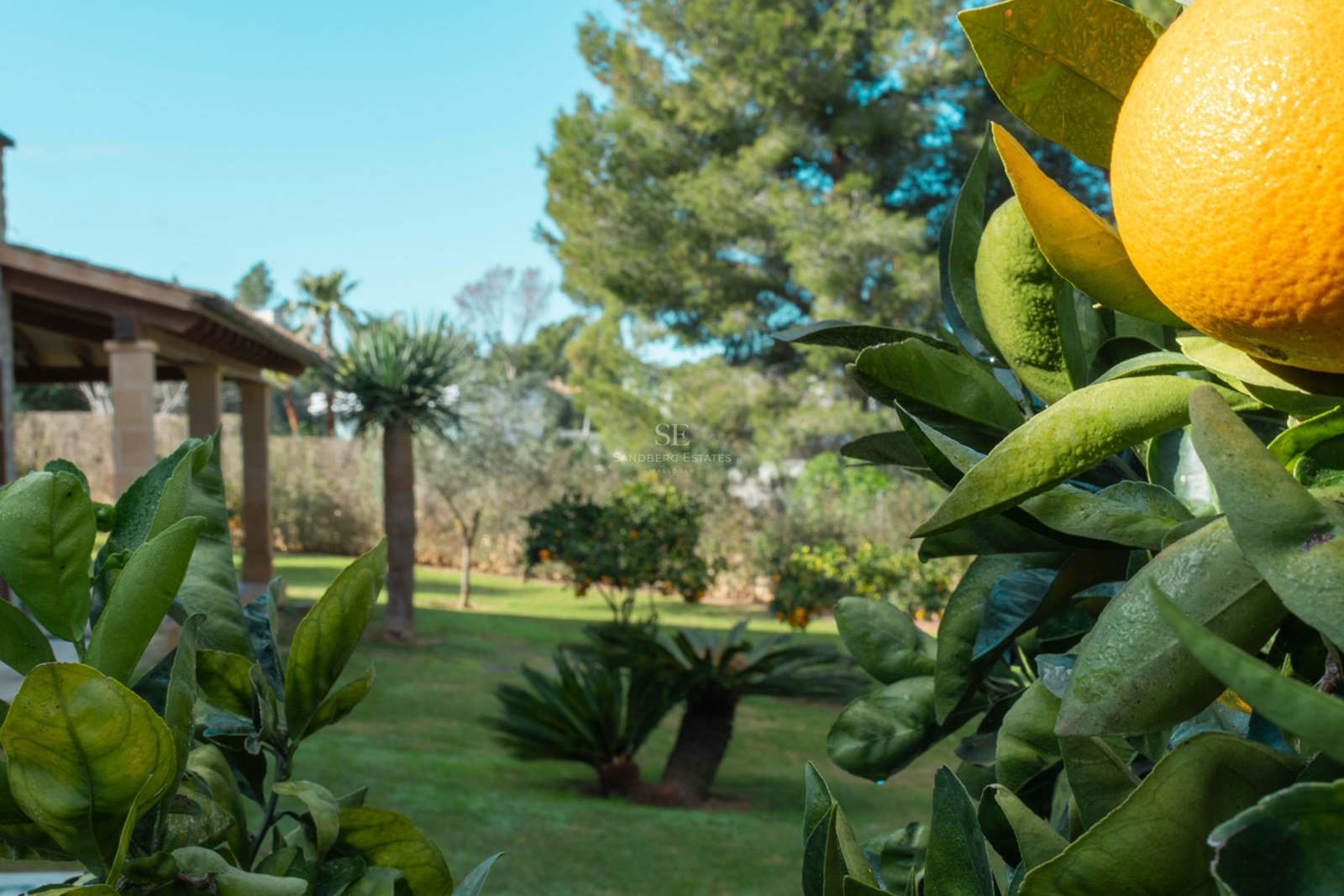 Gros plan d'une orange mûre sur un arbre dans un jardin verdoyant avec un porche en pierre en arrière-plan.