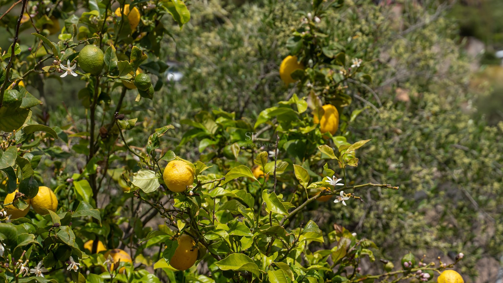 Närbild på ett citronträd med mogna gula citroner och små vita blommor i solljus.