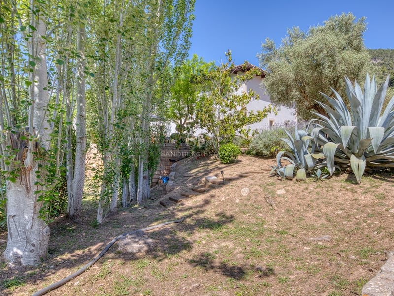 Jardin ensoleillé avec agaves, grands arbres et marches en pierre sur une pente douce.