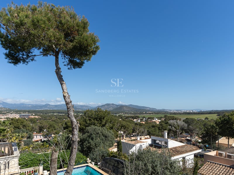 Un grand pin au premier plan surplombant une vallée verdoyante avec des villas et des montagnes au loin par temps clair.
