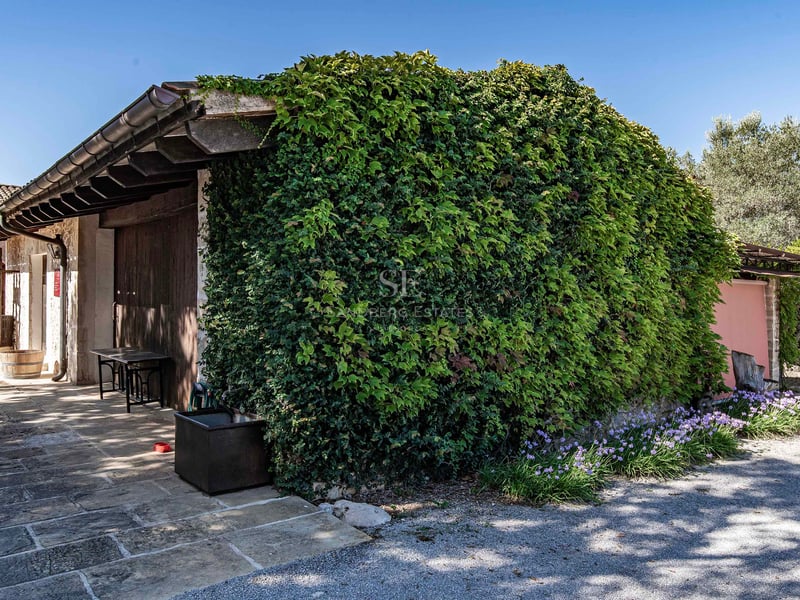 Mur en pierre recouvert de lierre vert dense à côté d'un patio en pierre et de tonneaux en bois sous un ciel bleu.