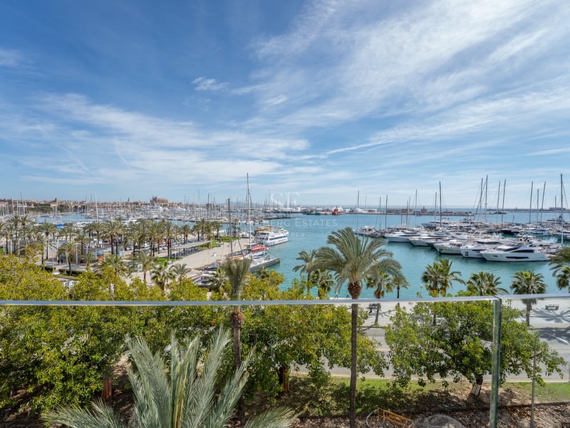 Vue surélevée à travers un garde-corps en verre surplombant une marina remplie de yachts avec des palmiers et la cathédrale.