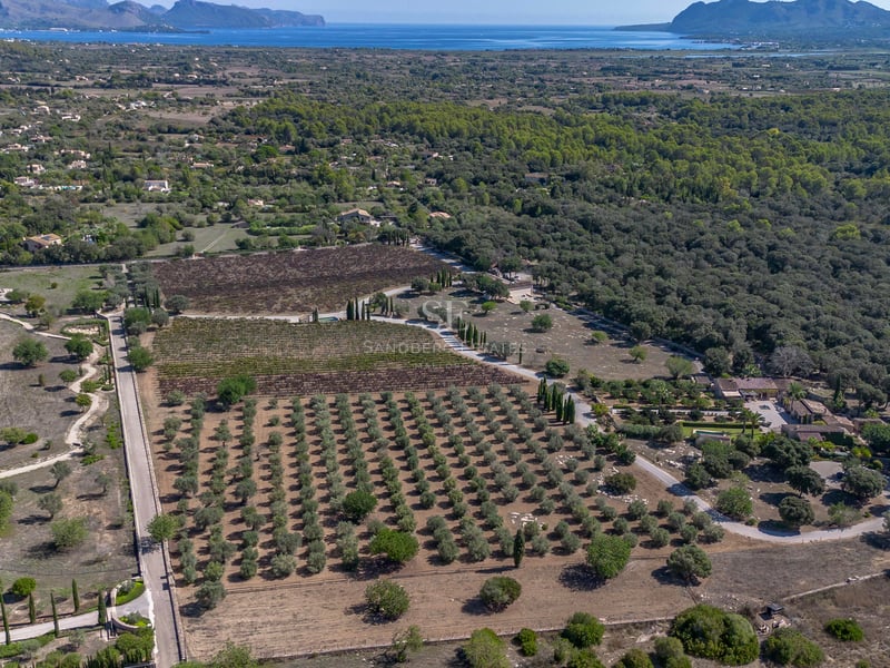 Vue plongeante sur un vaste domaine avec des rangées d'oliviers, des vignes et une villa face à la mer Méditerranée.
