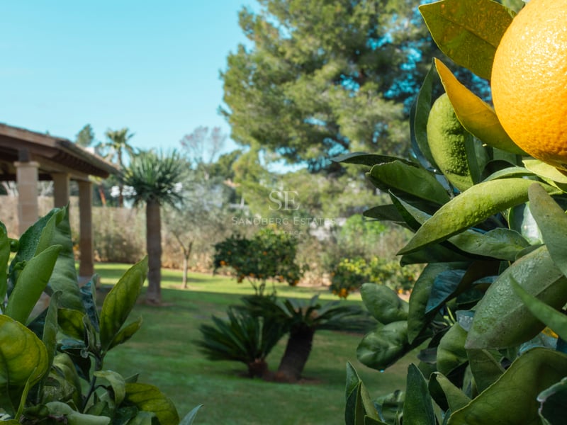 Gros plan d'une orange mûre sur un arbre dans un jardin verdoyant avec un porche en pierre en arrière-plan.