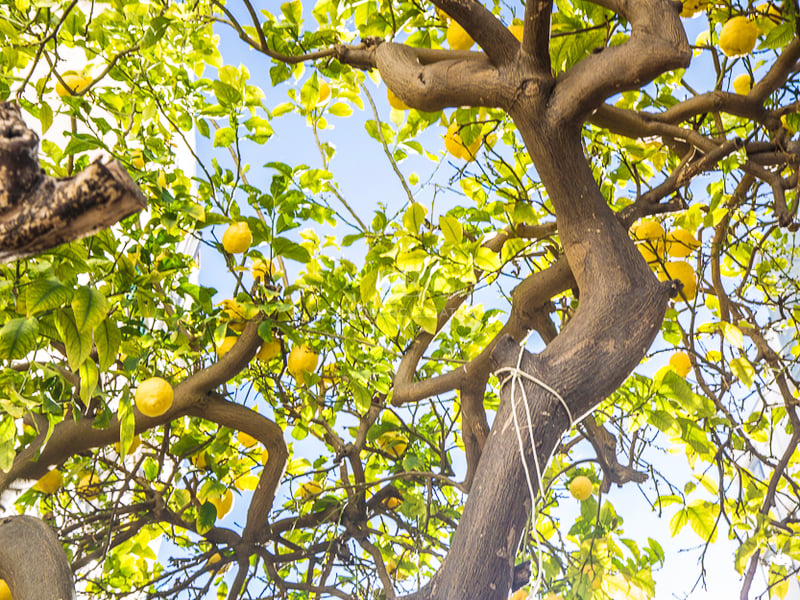 Vue en contre-plongée d'un citronnier avec des citrons jaunes mûrs sur fond de ciel bleu clair.