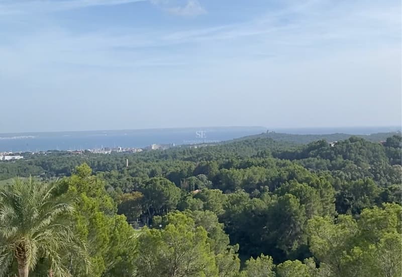 Panoramautsikt över en frodig tallskog som sträcker sig mot en kuststad och det blå havet.
