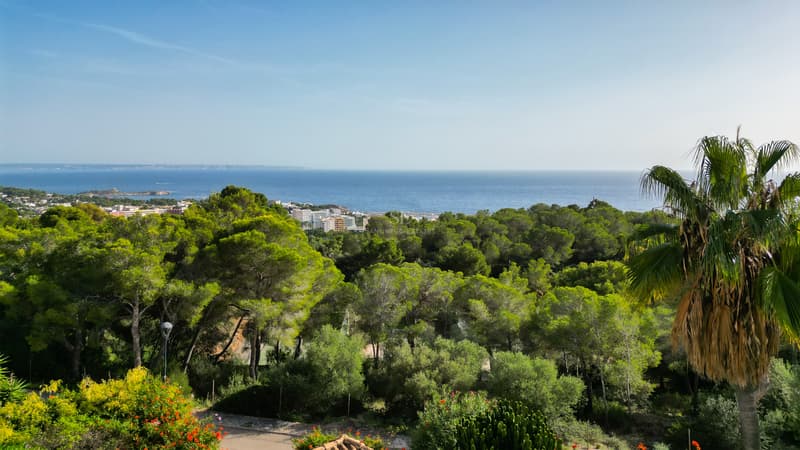 Vista elevada de un denso bosque de pinos verdes que llega hasta el mar Mediterráneo azul bajo un cielo despejado.