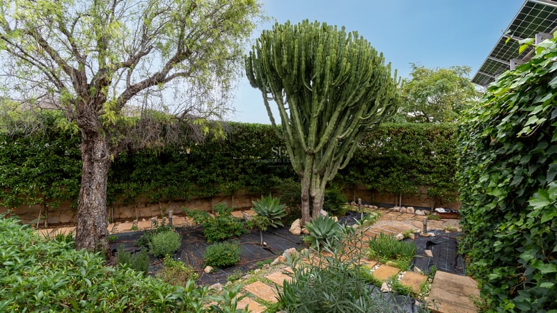 Un grand cactus sculptural au centre d'un jardin avec des allées en pierre et des arbres matures.