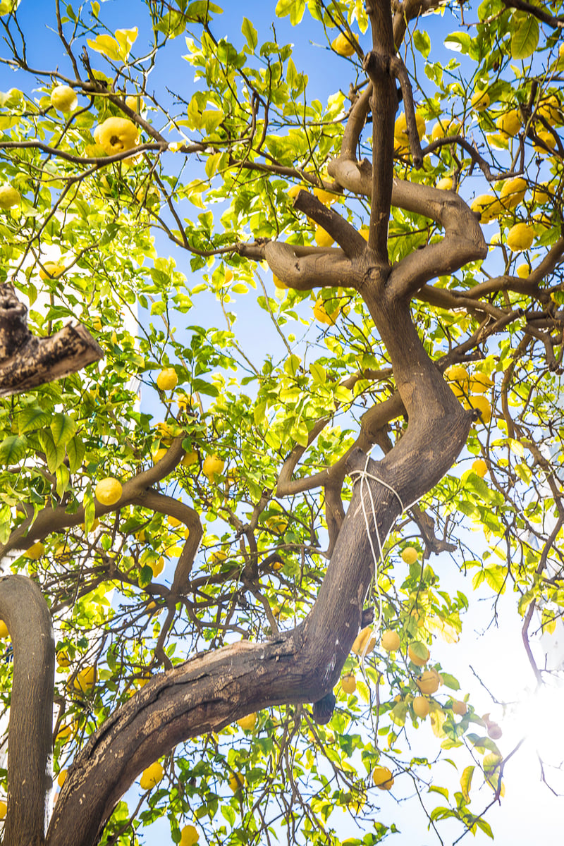 Vue en contre-plongée d'un citronnier avec des citrons jaunes mûrs sur fond de ciel bleu clair.